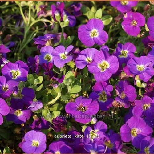 Aubrieta 'Kitte'