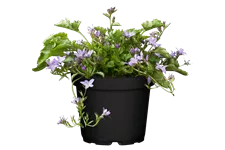 Campanula poscharskyana