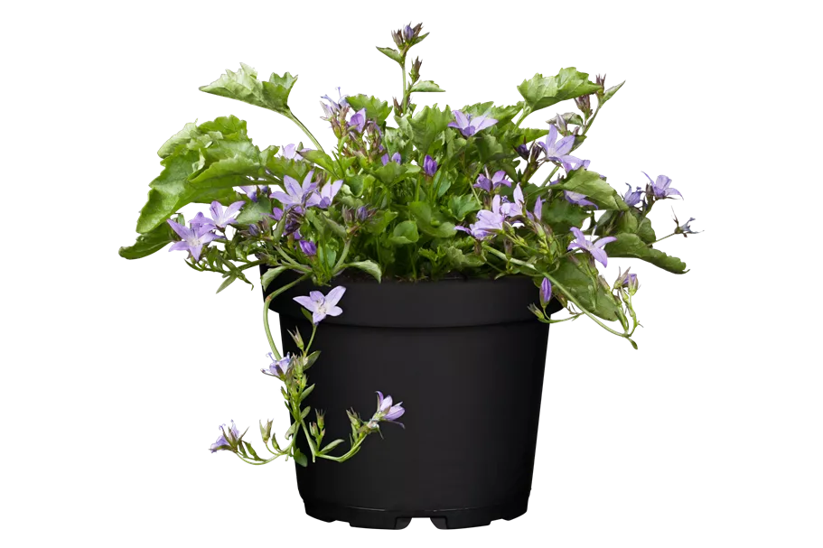 Campanula poscharskyana