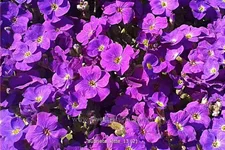 Aubrieta 'Kitte'