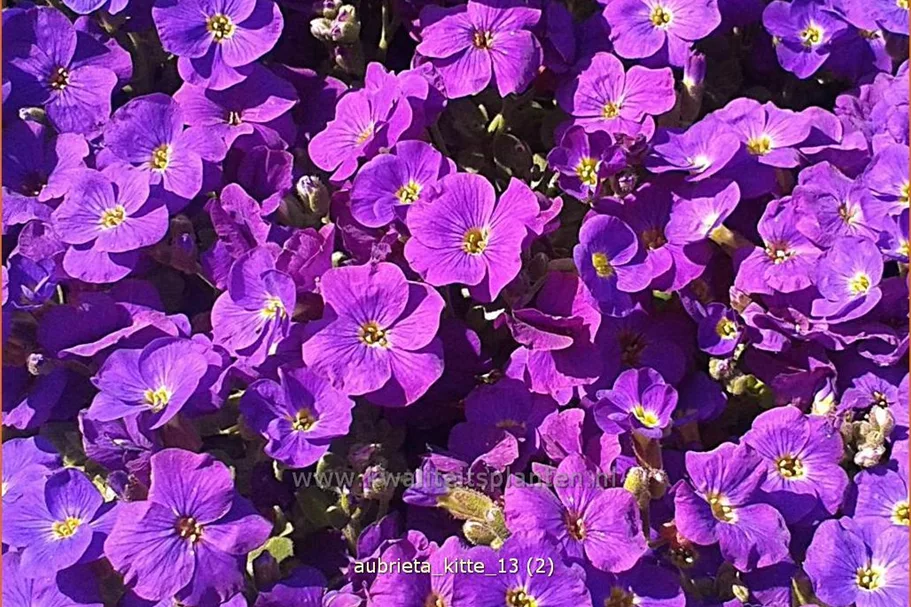 Aubrieta 'Kitte'