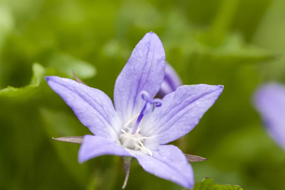 Campanula poscharskyana
