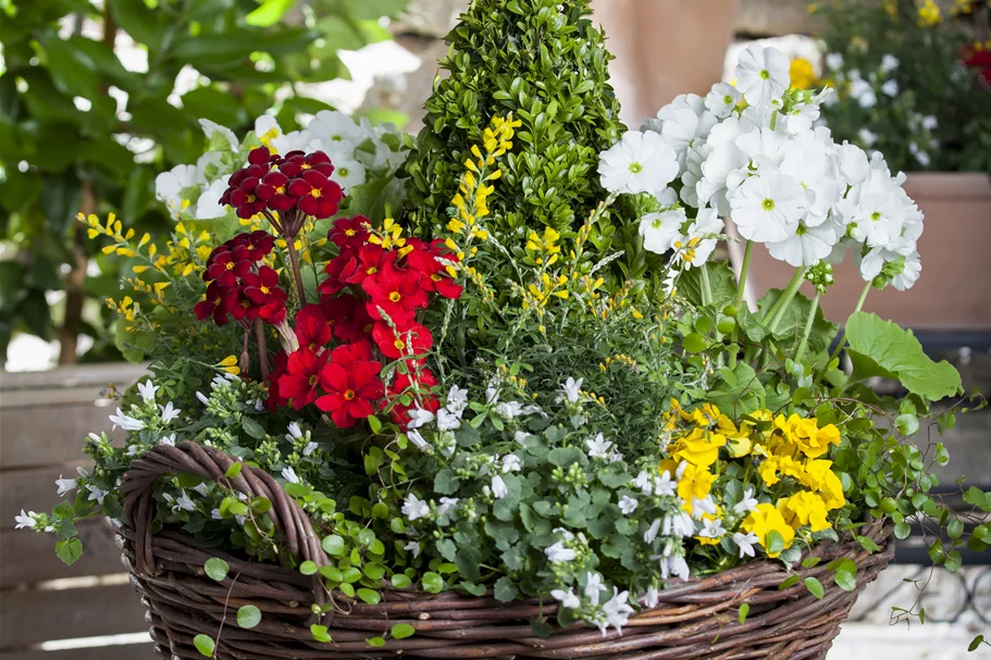 Campanula poscharskyana