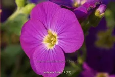 Aubrieta 'Kitte'