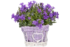 Campanula poscharskyana