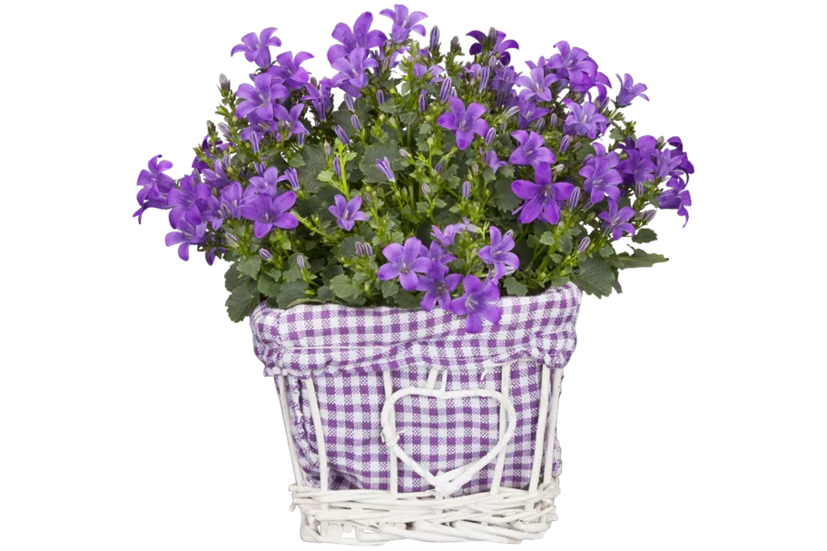 Campanula poscharskyana