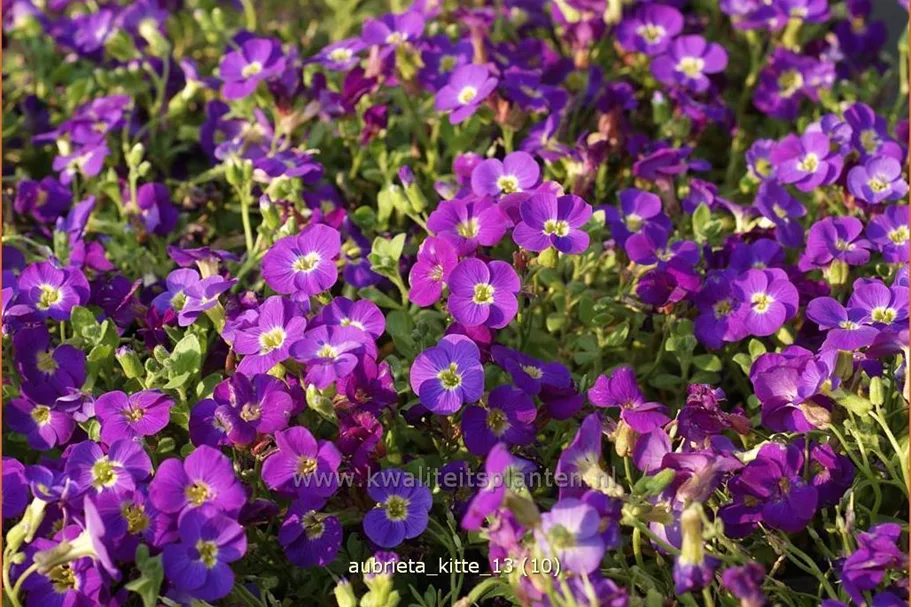 Aubrieta 'Kitte'