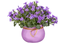 Campanula poscharskyana