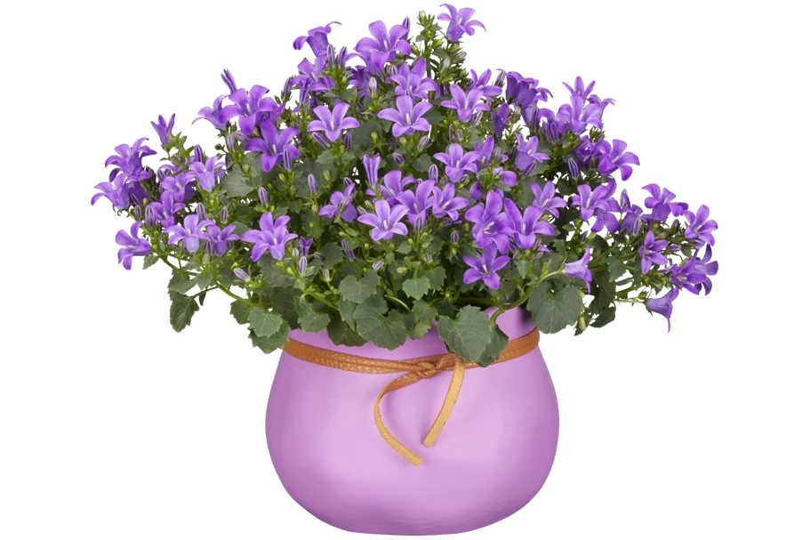 Campanula poscharskyana