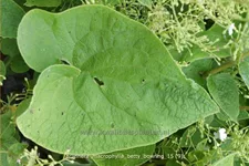 Brunnera macrophylla 'Betty Bowring'