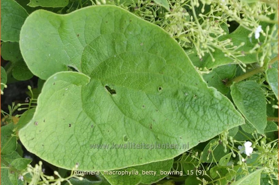 Brunnera macrophylla 'Betty Bowring'
