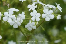Brunnera macrophylla 'Betty Bowring'