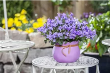 Campanula poscharskyana