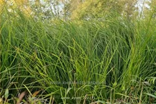 Carex 'Kyoto'