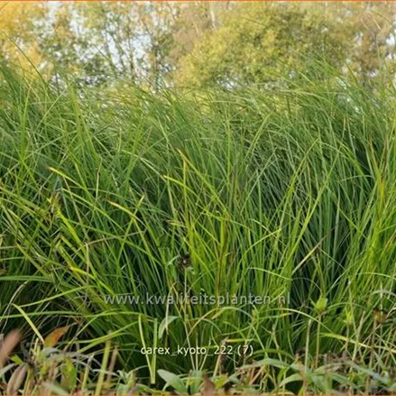 Carex 'Kyoto'