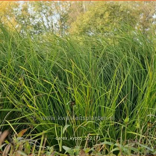 Carex 'Kyoto'