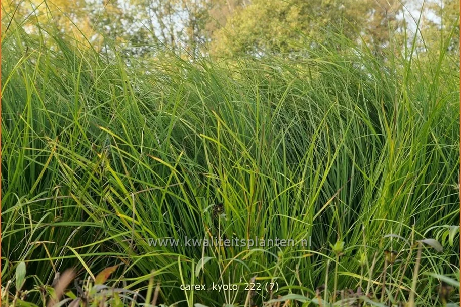 Carex 'Kyoto'