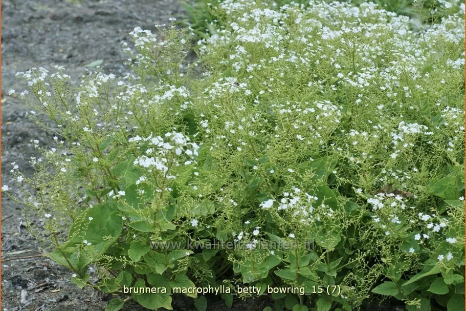 Brunnera macrophylla 'Betty Bowring'