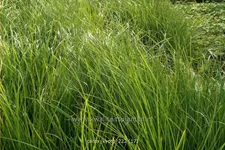 Carex 'Kyoto'