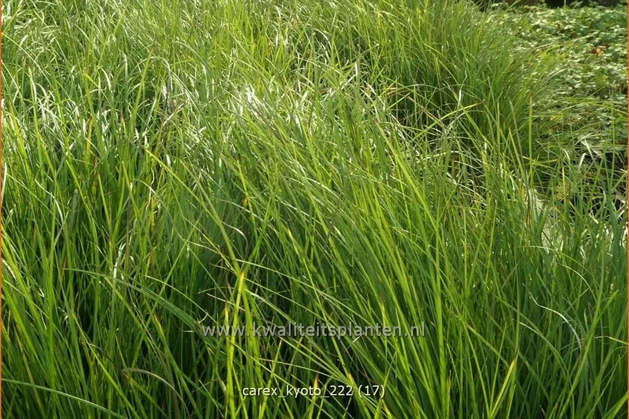 Carex 'Kyoto'