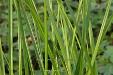 Carex 'Kyoto'