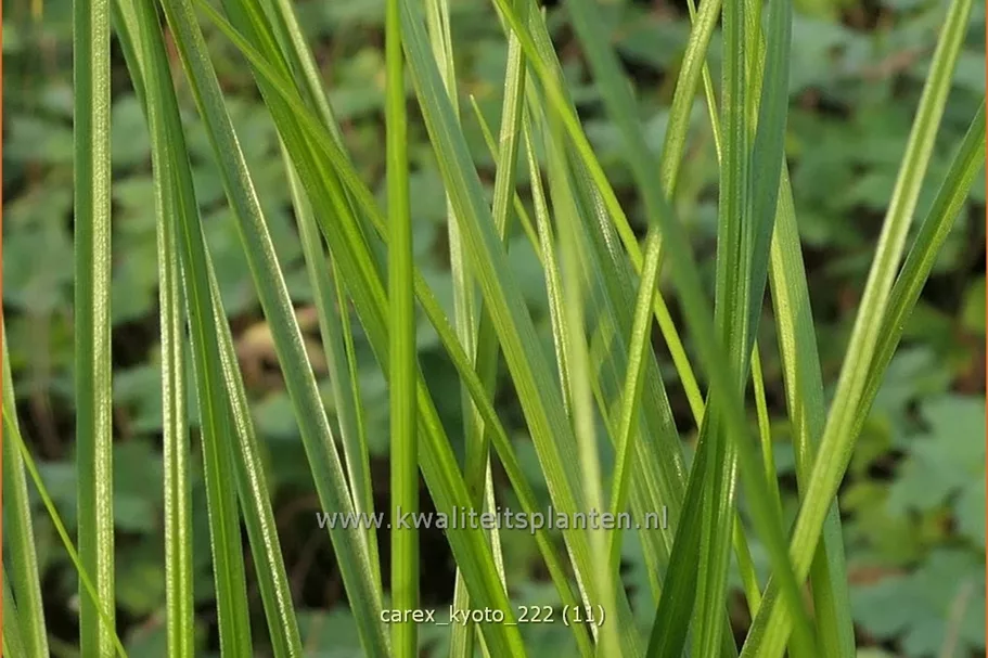 Carex 'Kyoto'