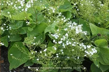 Brunnera macrophylla 'Betty Bowring'