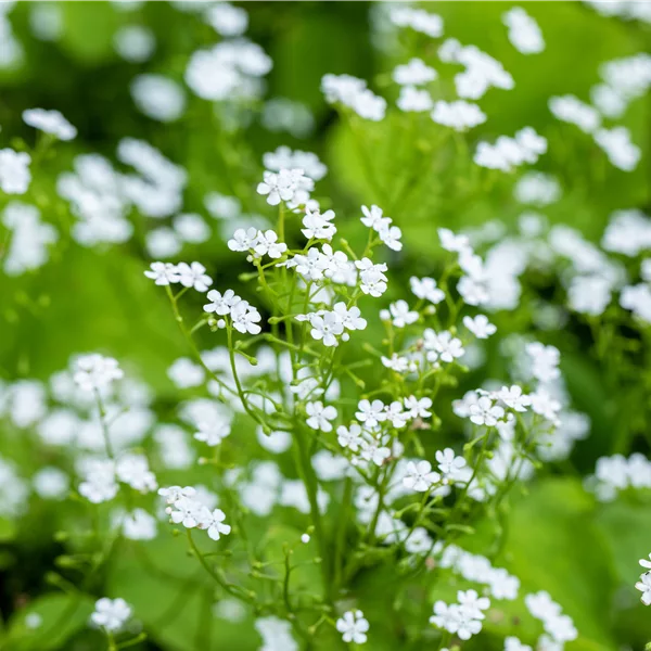Brunnera macrophylla 'Betty Bowring'