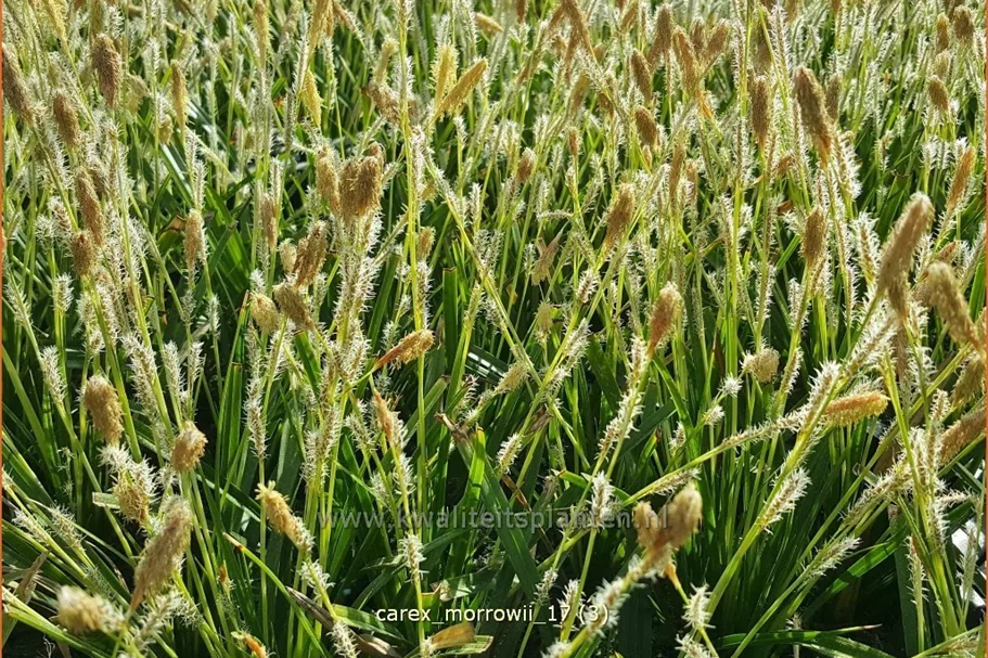 Carex morrowii
