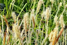 Carex morrowii