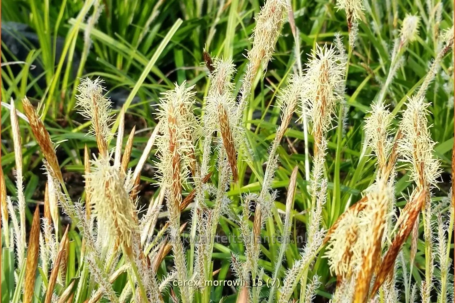 Carex morrowii