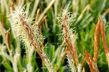 Carex morrowii