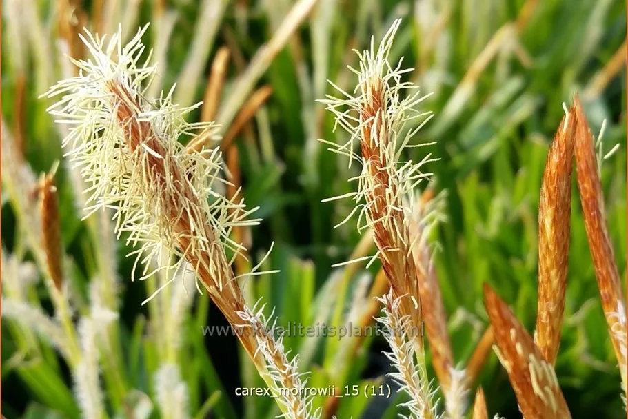 Carex morrowii