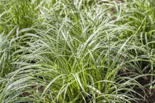 Carex morrowii