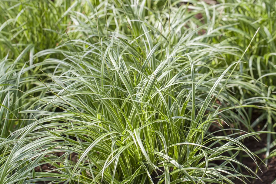 Carex morrowii