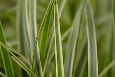 Carex morrowii