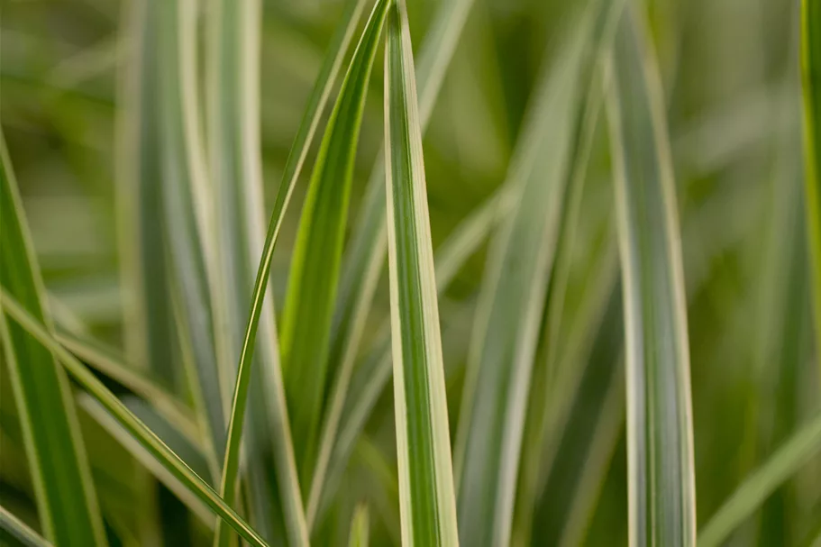 Carex morrowii
