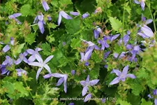 Campanula poscharskyana 'Blauranke'