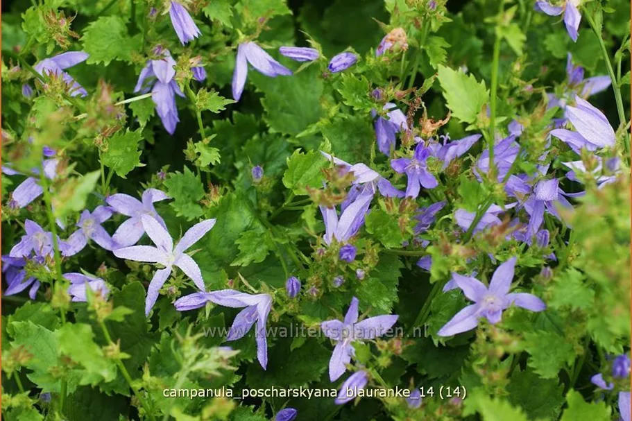 Campanula poscharskyana 'Blauranke'
