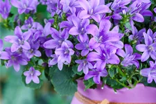 Campanula poscharskyana 'Blauranke'
