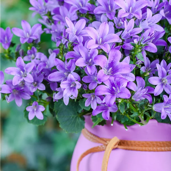 Campanula poscharskyana 'Blauranke'