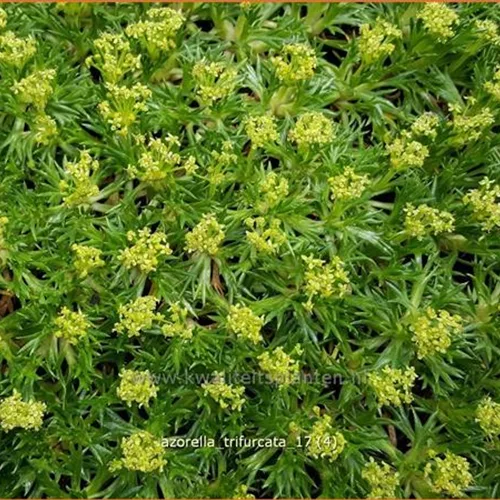 Azorella trifurcata