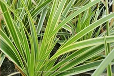 Carex morrowii 'Fisher's Form'