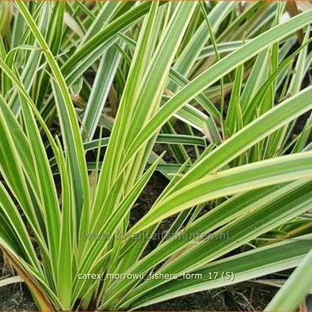 Carex morrowii 'Fisher's Form'