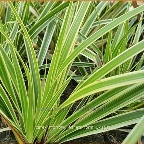Carex morrowii 'Fisher's Form'