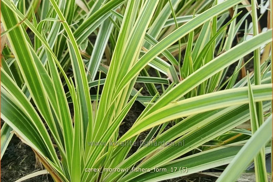 Carex morrowii 'Fisher's Form'