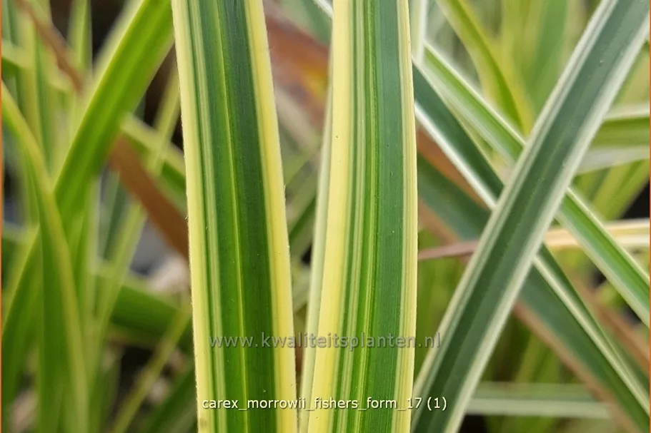 Carex morrowii 'Fisher's Form'
