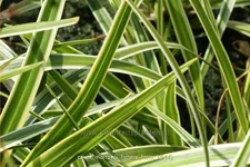 Carex morrowii 'Fisher's Form'