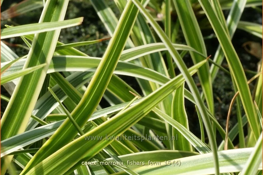 Carex morrowii 'Fisher's Form'