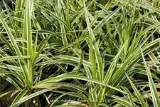 Carex morrowii 'Fisher's Form'
